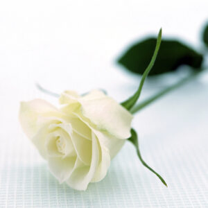 A single stem of white rose.