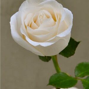 BRIDESMAID SINGLE STEM ROSE