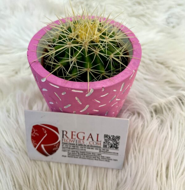 Cactus Mix 006 - Image 7