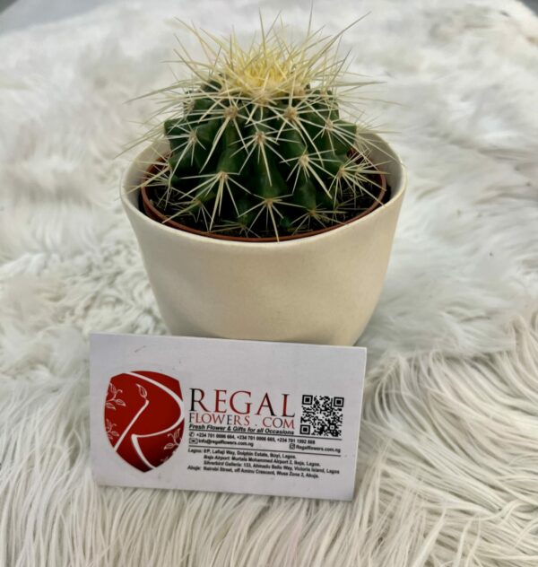 Cactus Mix 007 - Image 4