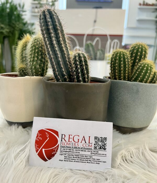 Cactus Mix 007 - Image 9
