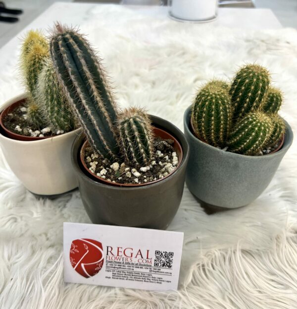 Cactus Mix 007 - Image 7