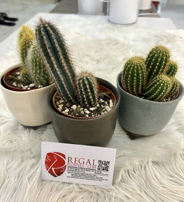 Cactus Mix 007 - Image 2