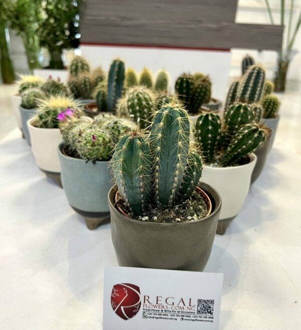 Cactus Mix 007 - Image 5