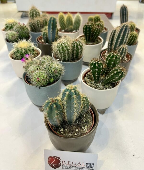 Cactus Mix 007 - Image 11
