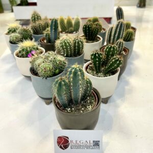Cactus Mix 007