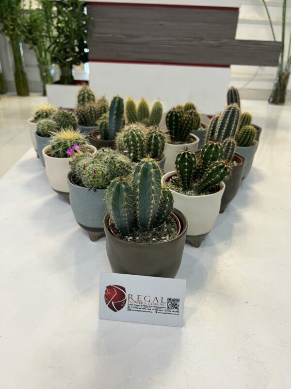 Cactus Mix 007 - Image 3