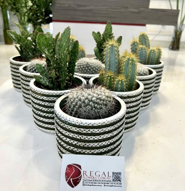 Cactus Mix 003 - Image 10