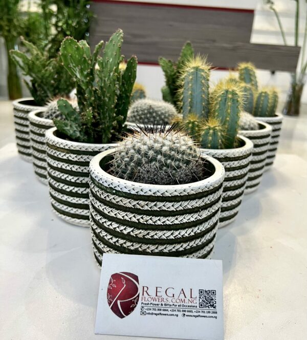 Cactus Mix 003 - Image 4