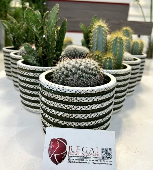 Cactus Mix 003 - Image 9