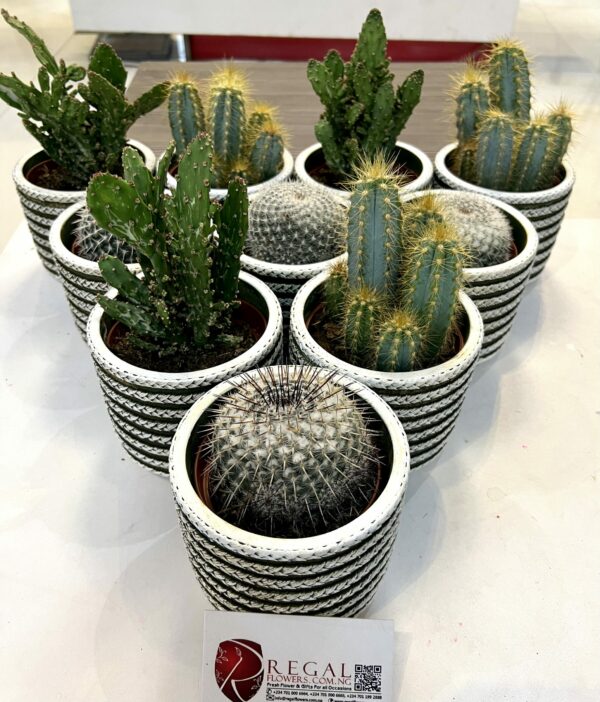 Cactus Mix 003 - Image 2
