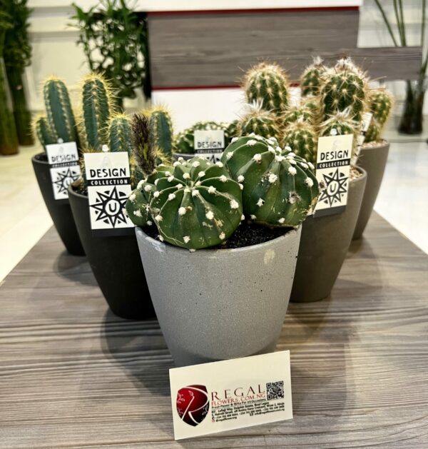 Cactus Mix 002 - Image 2