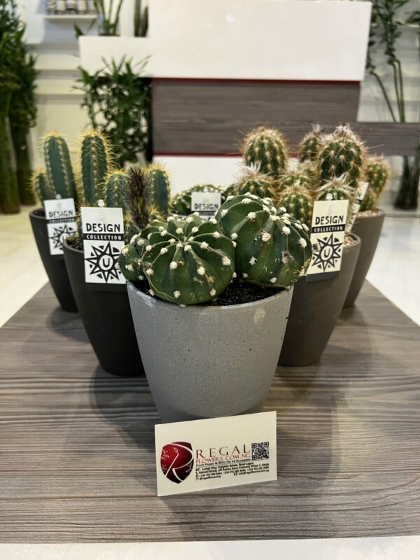 Cactus Mix 002 - Image 4