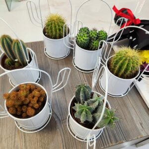 Indoor Plants and Cactus