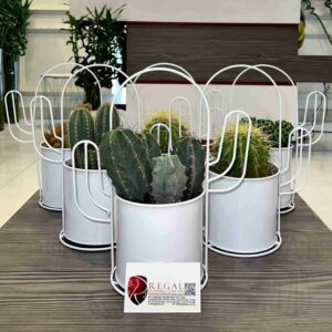 Cactus Mix 012