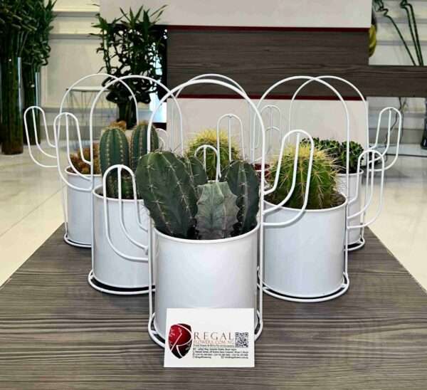Cactus Mix 012