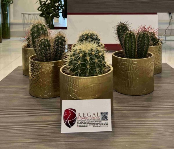 Cactus Mix 009 - Image 2