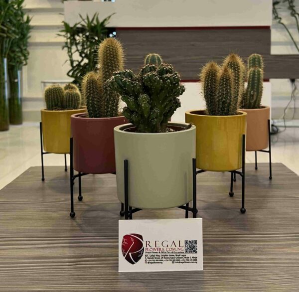 Cactus Mix 008 - Image 2