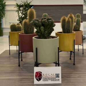 Cactus Mix 008
