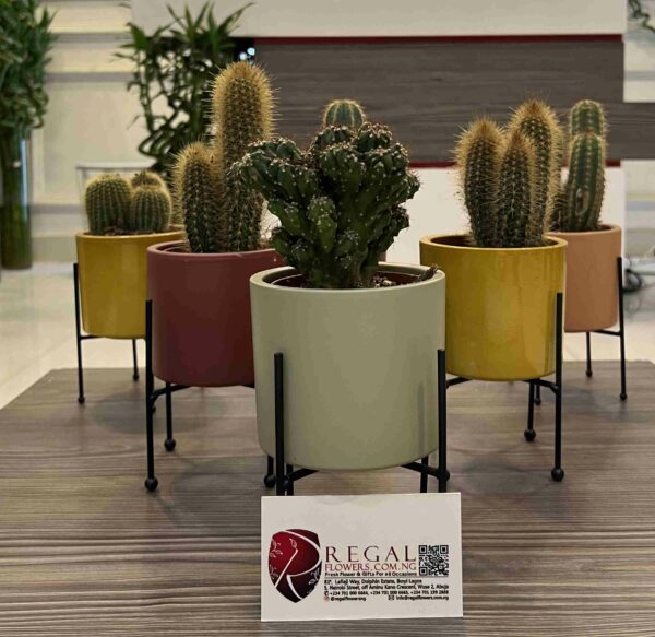 Cactus Mix 008