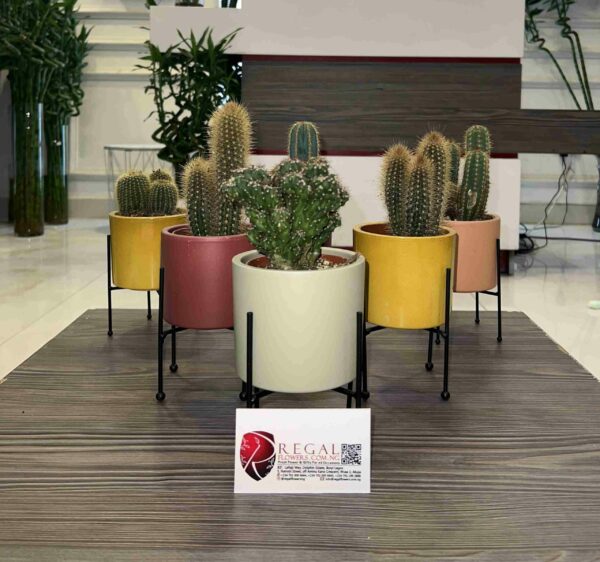 Cactus Mix 008 - Image 4