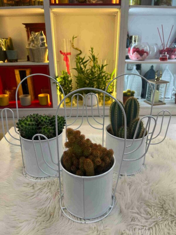 Cactus Mix 012 - Image 6
