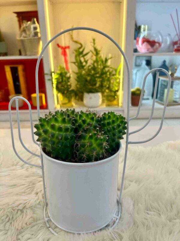 Cactus Mix 012 - Image 2