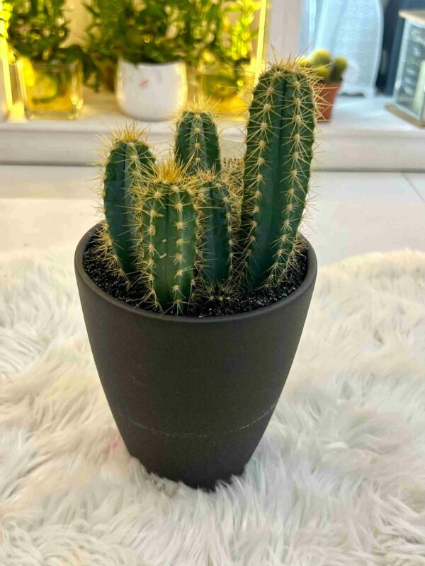 Cactus Mix 002 - Image 10