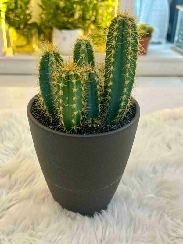 Cactus Mix 002 - Image 9