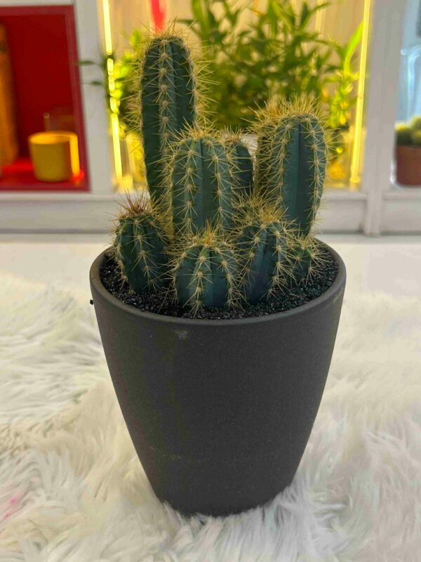 Cactus Mix 002 - Image 5