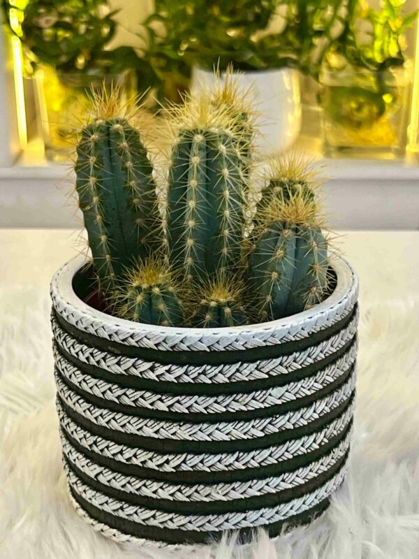 Cactus Mix 003 - Image 6