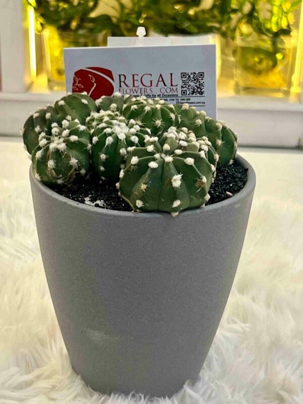Cactus Mix 002 - Image 3