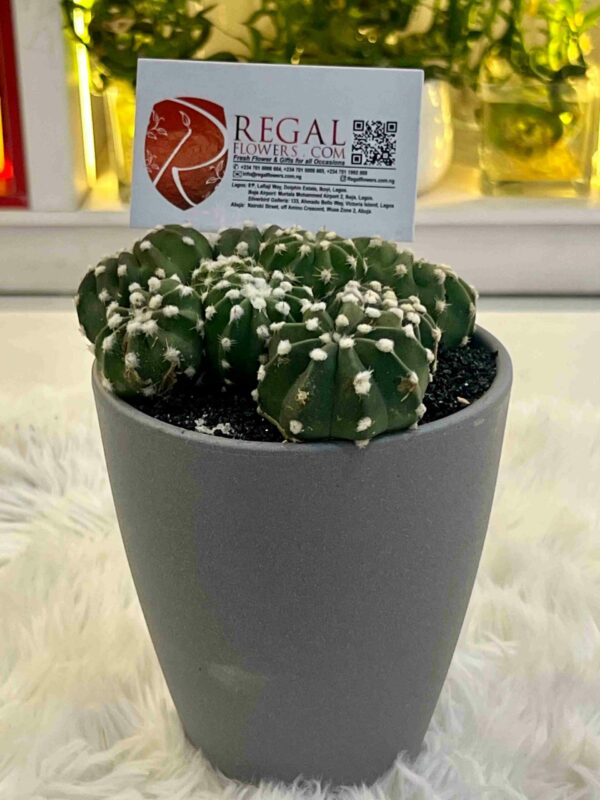 Cactus Mix 002 - Image 8