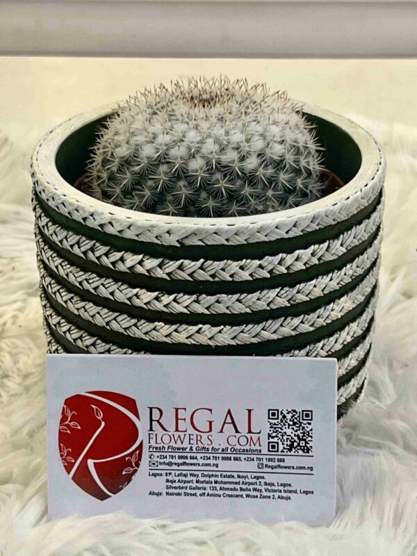 Cactus Mix 003 - Image 7