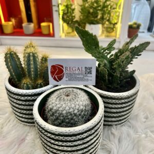 Cactus Mix 003