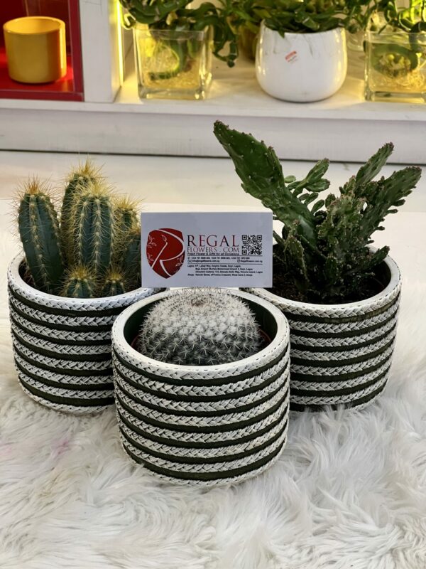 Cactus Mix 003 - Image 5