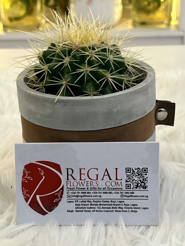 Cactus Mix 004 - Image 2