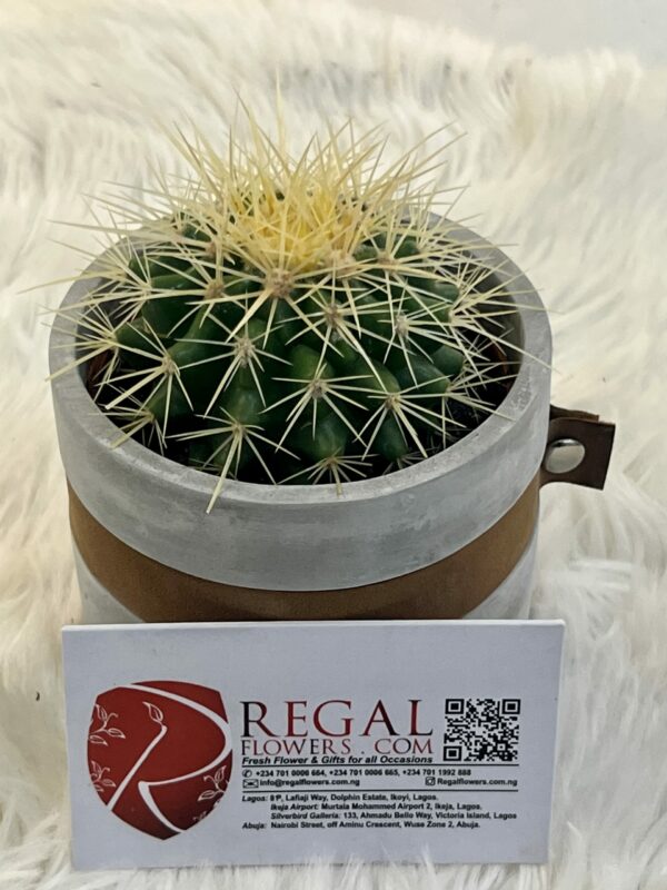 Cactus Mix 004 - Image 9
