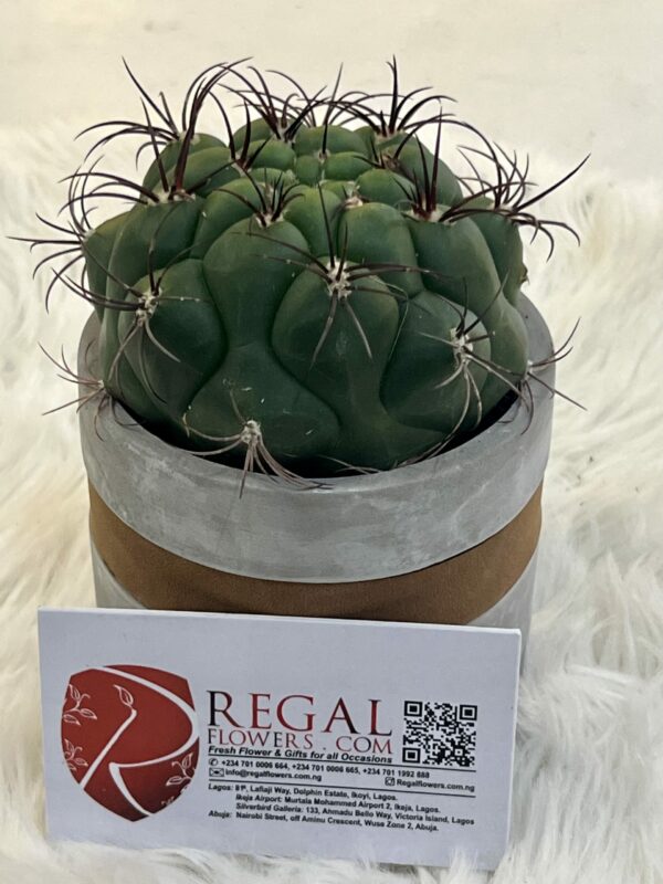 Cactus Mix 004 - Image 8