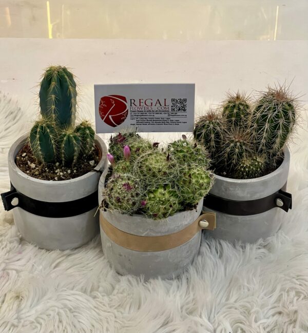 Cactus Mix 004 - Image 6