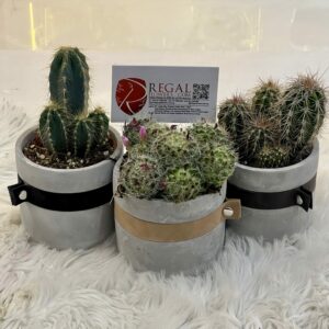 Cactus Mix 004