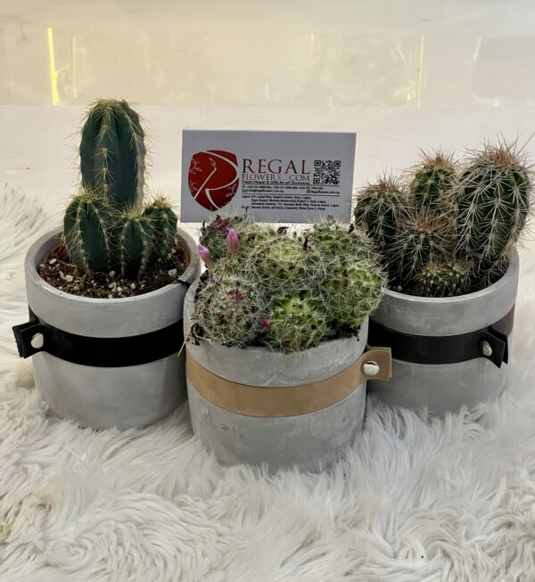 Cactus Mix 004