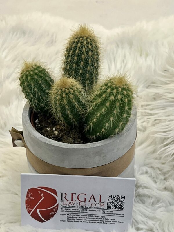 Cactus Mix 004 - Image 3