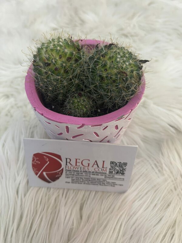 Cactus Mix 006 - Image 4