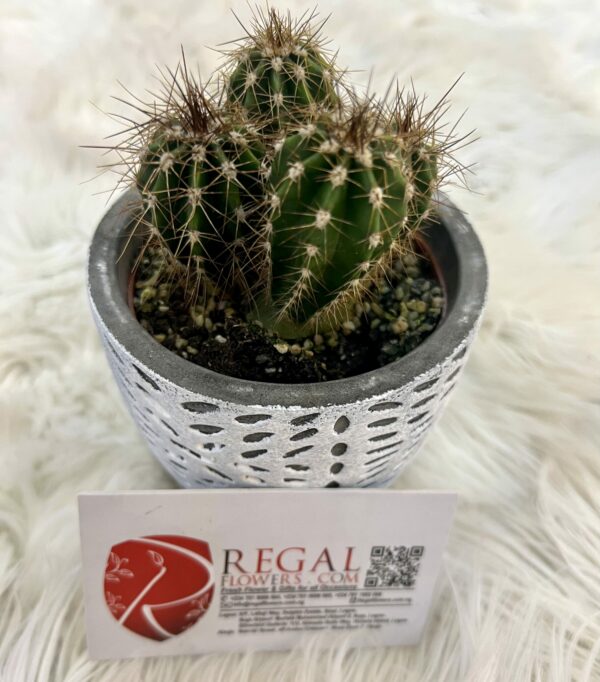 Cactus Mix 006 - Image 6