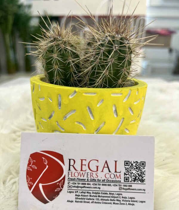 Cactus Mix 006 - Image 8