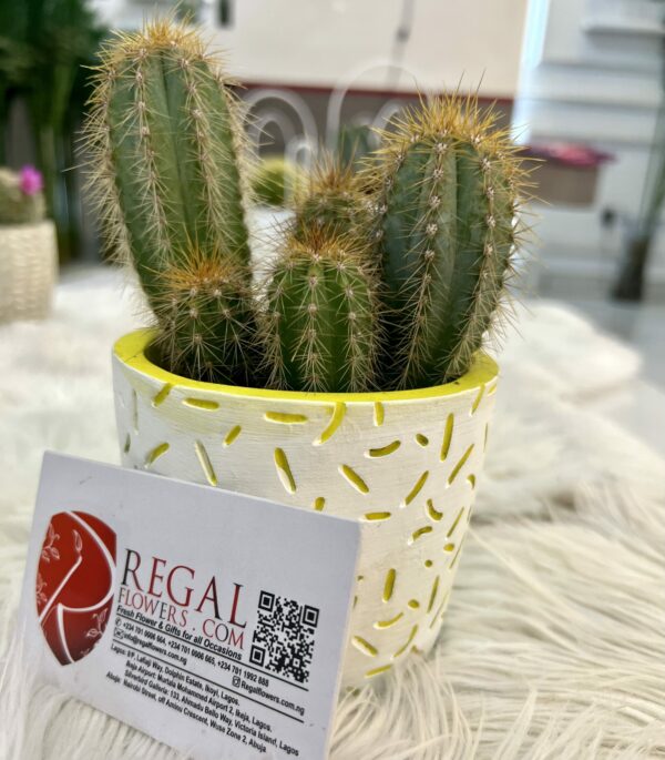 Cactus Mix 006 - Image 11