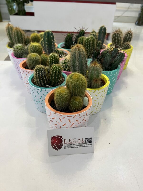 Cactus Mix 006 - Image 9