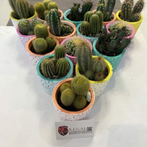 Cactus Mix 006