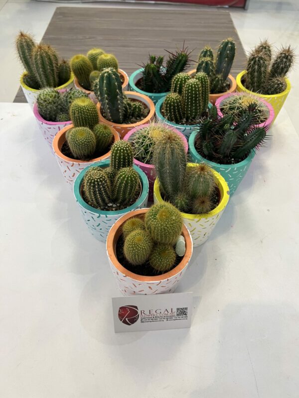 Cactus Mix 006